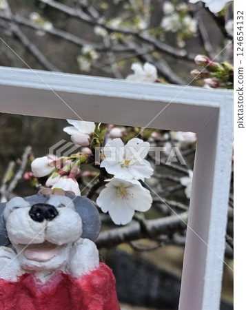 Schnauzer Sakura 124654132