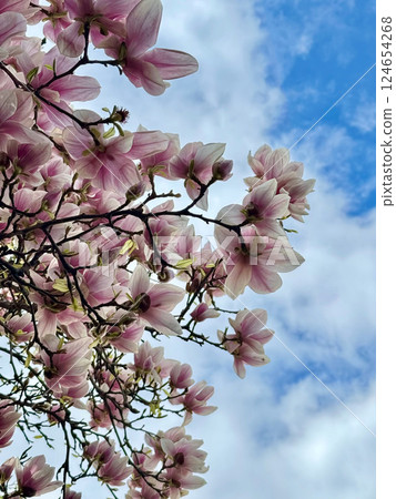 Magnolia branches with delicate pink and white blossoms set against a bright blue sky with soft white clouds, closeup vertical photo in Serbia 124654268