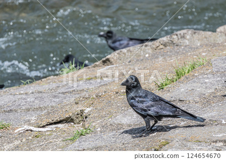 烏鴉（叢林烏鴉） 124654670