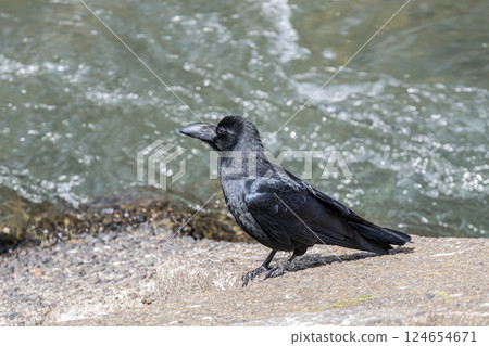 烏鴉(叢林烏鴉) 烏鴉(叢林烏鴉) 124654671