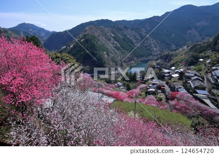 Spring in Teramura area, Hanamomo no Sato (Niyodogawa Town, Kochi Prefecture) Spring in Teramura area, Hanamomo no Sato (Niyodogawa Town, Kochi Prefecture) 124654720