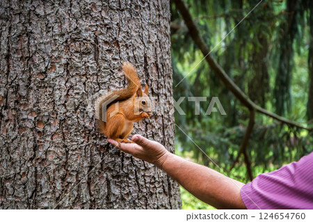 Close up of Isa brown hens on a poultry farm. Egg farm. Laying hens. Close up of Isa brown hens on a poultry farm. Egg farm. Laying hens. 124654760