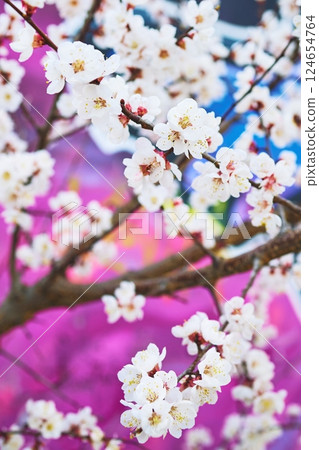 Blooming Cherry Blossom Tree Against Vibrant Pink Pastel Background Blooming Cherry Blossom Tree Against Vibrant Pink Pastel Background 124654764