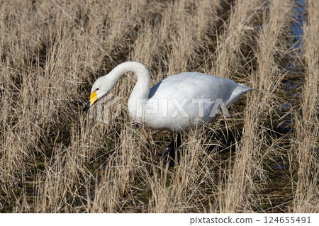 Swans searching for food remaining in rice paddies in winter 124655491