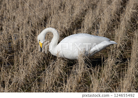 Swans searching for food remaining in rice paddies in winter 124655492