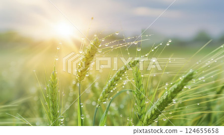Close-up photo of a green ears of wheat with a drops of a morning dew on an agricultural field. Dewdrops dance on the delicate green wheat. 124655658
