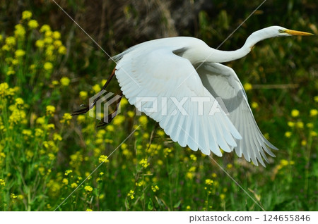 油菜花田裡飛翔的白鷺 油菜花田裡飛翔的白鷺 124655846