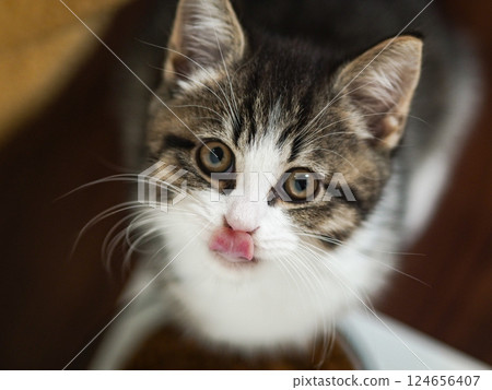 一隻貓 一隻貓 124656407