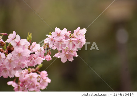 早開的粉紅修善寺冬櫻花 124656414