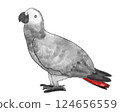 站立的非洲灰鸚鵡 124656559