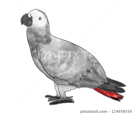 站立的非洲灰鸚鵡 124656559