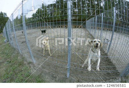 Stray dogs snarling behind bars in the open air aviary. Municipal animal shelter. Stray dogs snarling behind bars in the open air aviary. Municipal animal shelter. 124656581