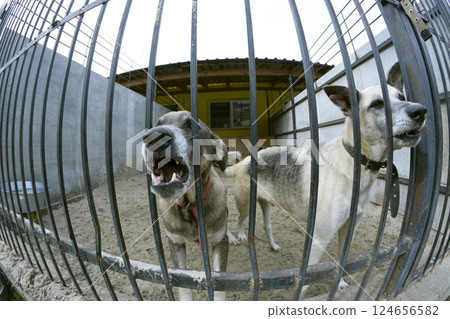 Stray dogs snarling behind bars in the open air aviary. Municipal animal shelter. 124656582
