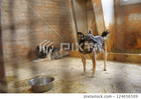 Stray dogs sitting in the aviary behind bars. Municipal animal shelter. Borodyanka, Ukraine 124656589
