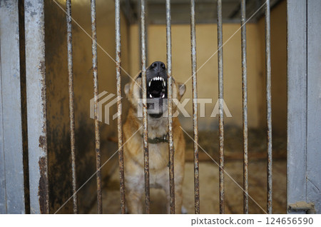 Stray dogs sitting in the aviary behind bars. Municipal animal shelter. Borodyanka, Ukraine 124656590