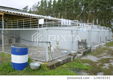 Stray dogs snarling behind bars in the open air aviary. Municipal animal shelter. 124656591