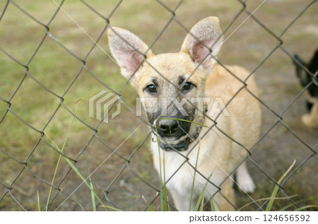 Sad stray puppies standing inside of the open air cage behind bars and looking at. Municipal animal shelter. Sad stray puppies standing inside of the open air cage behind bars and looking at. Municipal animal shelter. 124656592