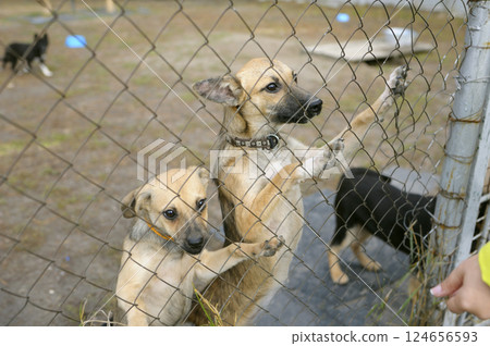 Sad stray puppies standing inside of the open air cage behind bars and looking at. Municipal animal shelter. 124656593