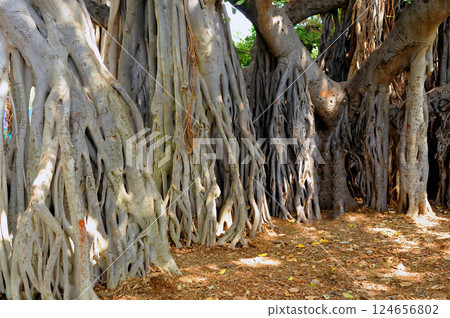 Banyan Tree Banyan Tree 124656802
