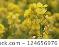 一片片金黃的油菜花在春風中搖曳，蔚為壯觀。 124656976