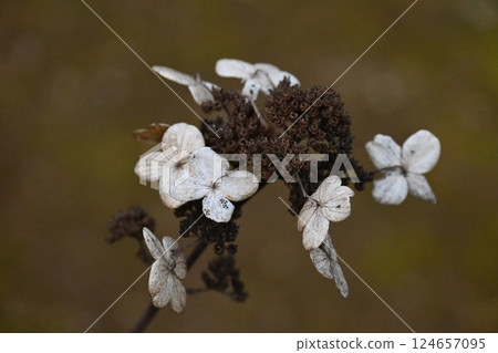 Withered hydrangea Withered hydrangea 124657095