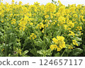 大片油菜花在陽光下閃閃發光，形成一片壯麗的金色景觀。 124657117