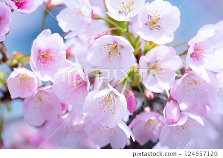 新開的櫻花 124657120