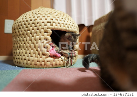 A kitten tries to grab the tail of the resident cat from a cat cage 124657151