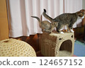 A kitten jumping and chasing the resident cat 124657152