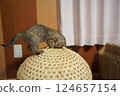 A kitten peering into a cat bed from above 124657154