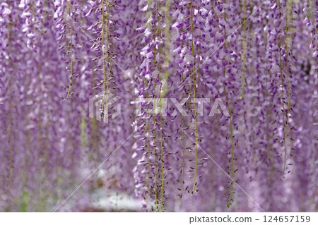 Old wisteria tree in Uji City 124657159