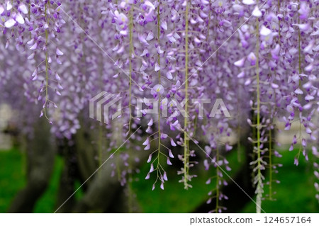 宇治市的老紫藤樹 宇治市的老紫藤樹 124657164