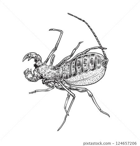 vinegaroon hand drawing vector vinegaroon hand drawing vector 124657206