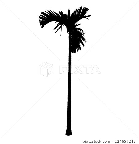 Areca catechu (betelnut palm) silhouette Areca catechu (betelnut palm) silhouette 124657213