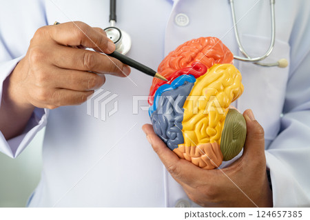 Alzheimer disease, Asian doctor holding brain anatomy model for study diagnosis and treatment in hospital. Alzheimer disease, Asian doctor holding brain anatomy model for study diagnosis and treatment in hospital. 124657385