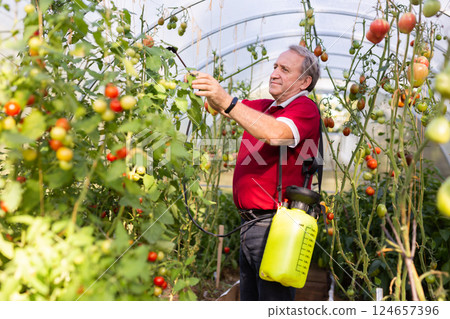Mature man applying insecticide on vegetables in backyard greenhouse 124657396