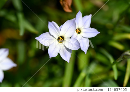 Hana flower flower 124657405