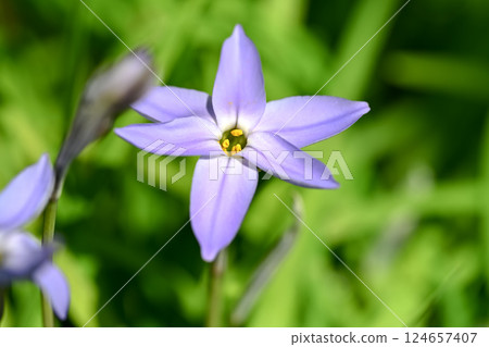 Hana flower flower 124657407