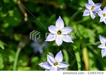 Hana flower flower 124657419