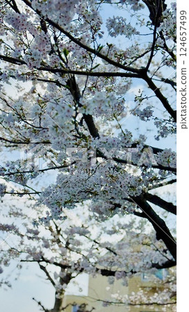 Scenery with cherry blossoms 124657499