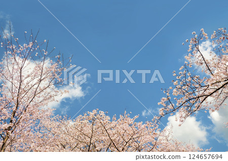 Cherry background material 124657694