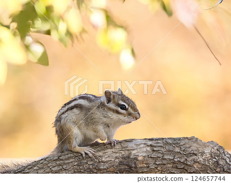 Thinking chipmunk on a tree 124657744