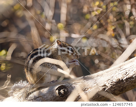chipmunk resting on a tree chipmunk resting on a tree 124657745
