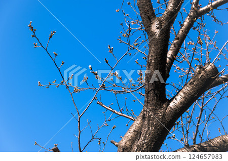 Cherry trees starting to bloom against the blue sky 124657983