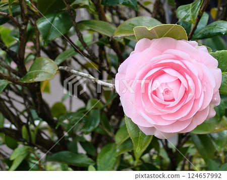 雨後盛開的粉紅色山茶花，面向前方 124657992