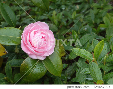 右邊是一朵被雨水浸濕的山茶花 124657993