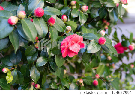 略微向下綻放的寶石山茶花 124657994