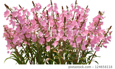 Pink blooming flowers isolated on a transparent background beautifully detailed 3D rendering perfect for floral designs digital art and creative projects available in high-quality PNG format 124658118