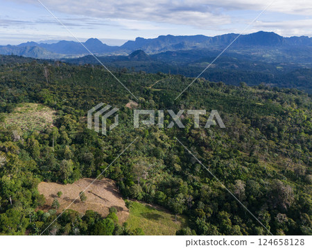Green jungle forest landscape 124658128