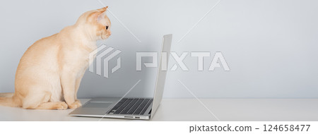 Burmese cat sitting near laptop on desk, work from home with pet concept 124658477